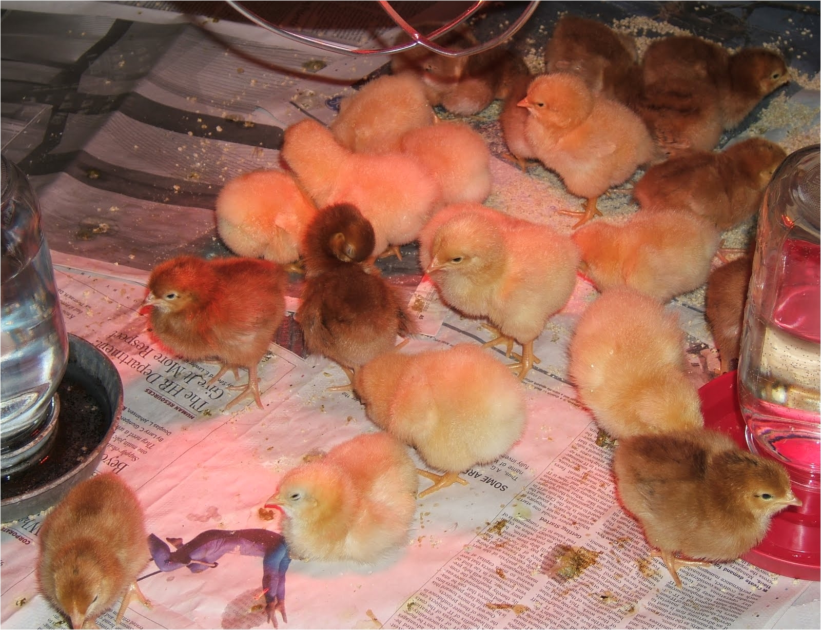 Tractor Supply Red Heat Lamp Reader Questions Heat Lamps and Baby Chicks Community Chickens