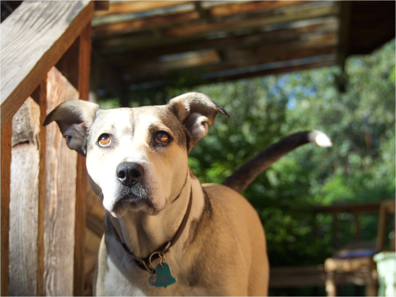 Using A Heat Lamp for Dogs Symptoms Of A Dog In Heat