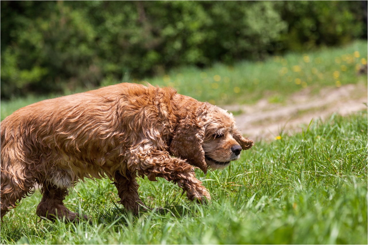 dog picks up the trail