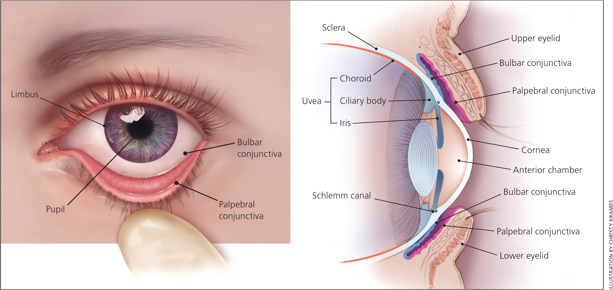 Woods Lamp Eye Examination Evaluation Of the Painful Eye American Family Physician