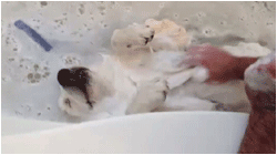 cute animals taking bath adorable