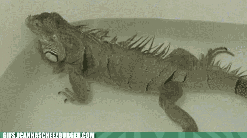 iguana farts in a bathtub