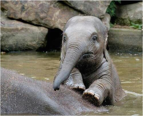 Baby Elephant Bathtub Baby Elephant S Bath Time Nature S Beauties