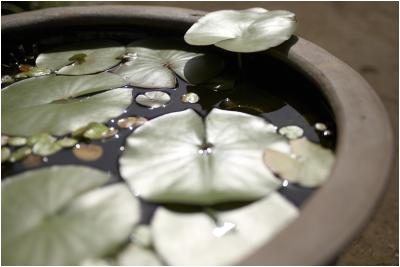 make tabletop water garden