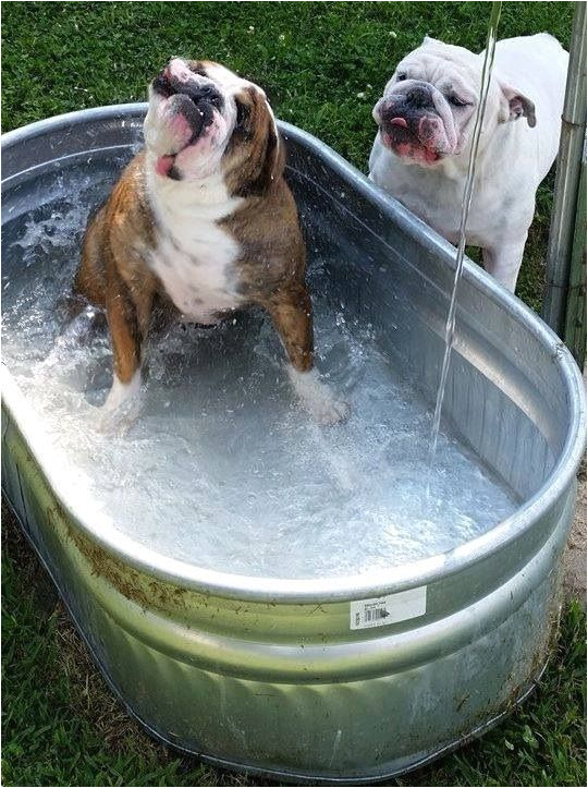 doggie bath time