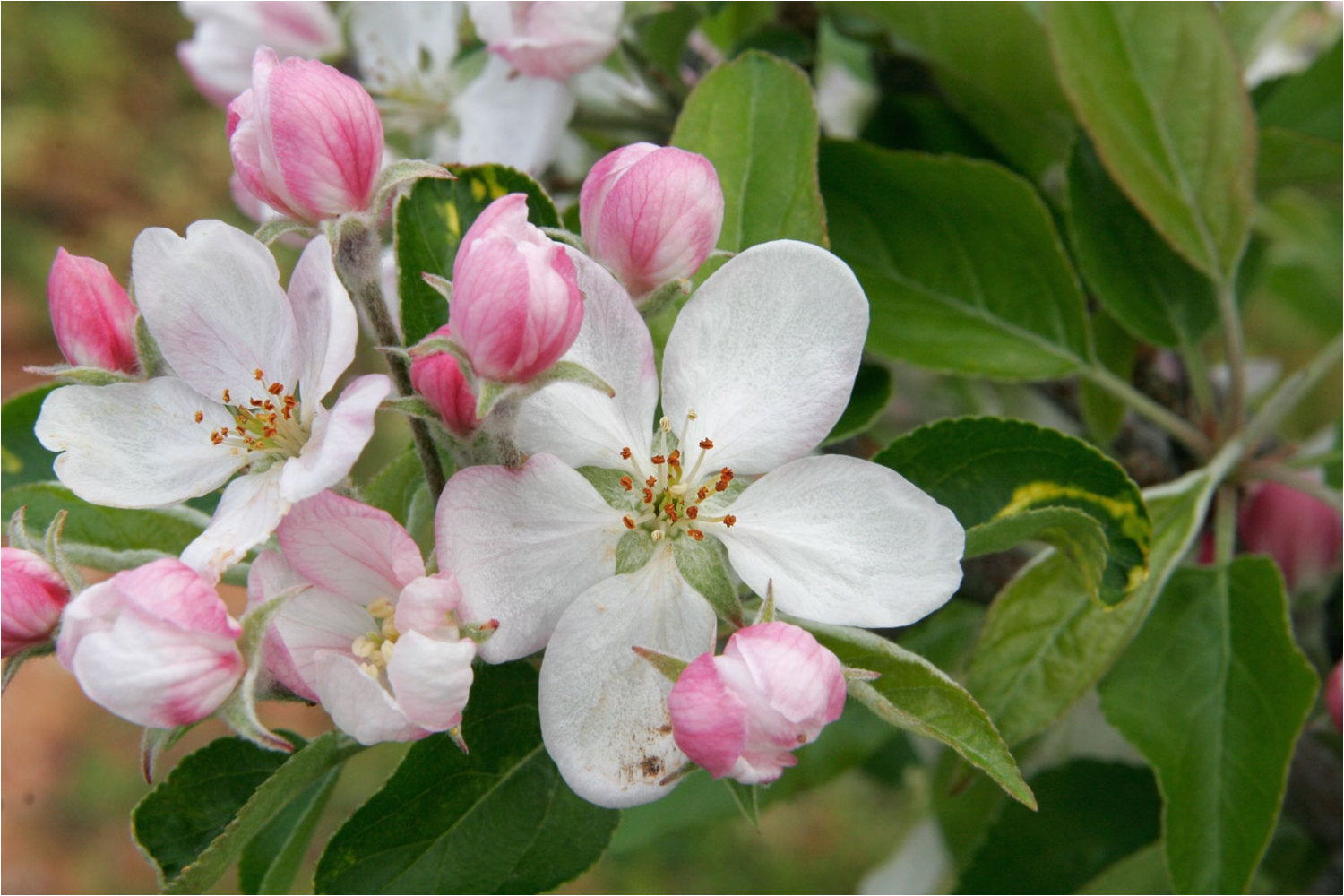 Bathtubs Nova Scotia Nova Scotia Apple Blossom Bubble Bath Salt 350 Grams 12