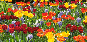 how to plant bulbs ready for spring