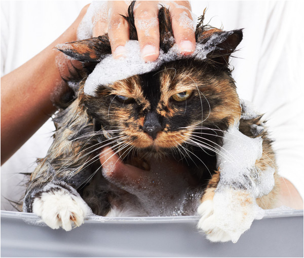 health care grooming tips how to give a cat a bath should not