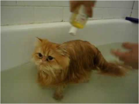 Cats Like Bathtubs Cute Kitten In A Bath