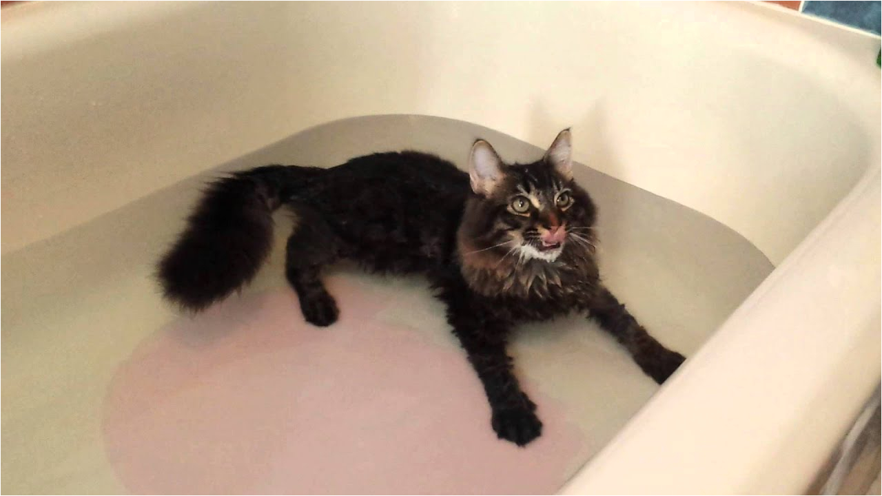 Cats Like Bathtubs Maine Coon Kitten Lying and Swimming In the Tub