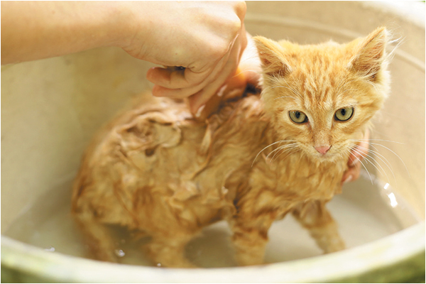 should you bathe a cat what to know about cat baths