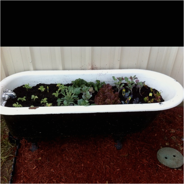 bathtub garden