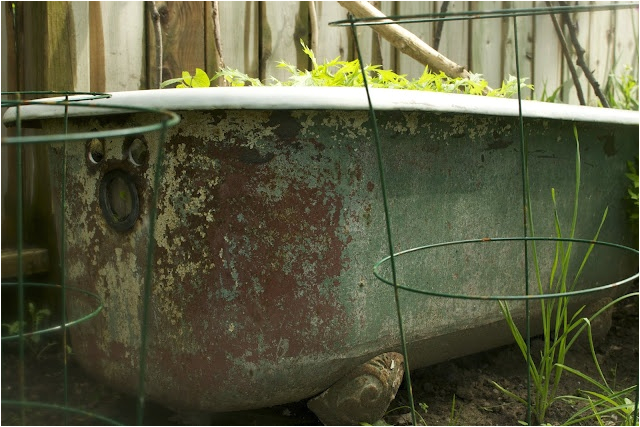 clawfoot tub garden