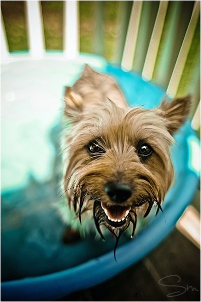 Dog Bathtubs for Sale Australia 17 Best Images About Silky Terrier On Pinterest