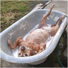 Outdoor Bathtub for Dogs Outdoor Bath Tub On Pinterest
