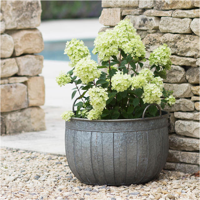 galvanised wash tub planters