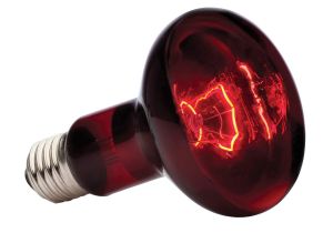250 Watt Heat Lamp for Chickens Amazon Com Exo Terra Heat Glo Infrared Spot Lamp 100 Watt 120