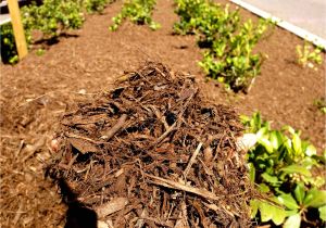 Aguinaga forest Floor Mulch Aguinaga Green forest Floor Mulch In Mission Viejo