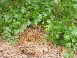 Aguinaga forest Floor Mulch Do Pine Needles Acidify soil