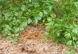 Aguinaga forest Floor Mulch Do Pine Needles Acidify soil