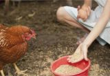 Alternative to Heat Lamp for Chickens How and What to Feed Your Chickens or Laying Hens