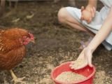 Alternative to Heat Lamp for Chickens How and What to Feed Your Chickens or Laying Hens