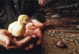Alternative to Heat Lamp for Chickens How to Raise Healthy Turkeys From Poults