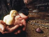 Alternative to Heat Lamp for Chickens How to Raise Healthy Turkeys From Poults