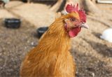 Alternative to Heat Lamp for Chickens How to Treat Common Chicken Illnesses Homesteaders Of America