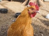 Alternative to Heat Lamp for Chickens How to Treat Common Chicken Illnesses Homesteaders Of America