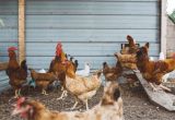 Alternative to Heat Lamp for Chickens How to Treat Common Chicken Illnesses Homesteaders Of America