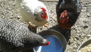 Alternative to Heat Lamp for Chickens Watering Backyard Chickens