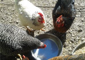 Alternative to Heat Lamp for Chickens Watering Backyard Chickens