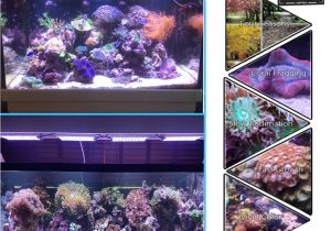 Aquarium Light Mount Aliexpress Com Buy Dsuny Led Aquarium Light Coral Reef Aquario