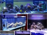 Aquarium Light Mount Dsuny Programmable Full Spectrum Dimmable Led Aquarium Lights for