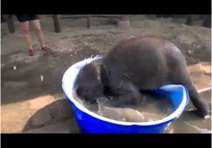 Baby Bath Tub Elephant Baby Elephant Taking A Bath at Elephantstay Thailand