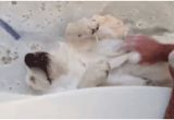 Baby Bathtub Gif 24 Most Cutest Picture Animals Taking A Bath 16 is