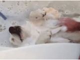 Baby Bathtub Gif 24 Most Cutest Picture Animals Taking A Bath 16 is