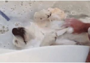 Baby Bathtub Gif 24 Most Cutest Picture Animals Taking A Bath 16 is