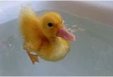 Baby Bathtub Gif Animals Duck Gif On Gifer by Mazuhn