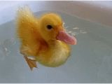 Baby Bathtub Gif Animals Duck Gif On Gifer by Mazuhn