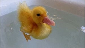 Baby Bathtub Gif Animals Duck Gif On Gifer by Mazuhn