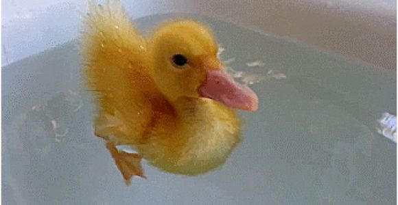 Baby Bathtub Gif Animals Duck Gif On Gifer by Mazuhn