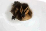 Baby Bathtub Gif Best Bathtub Gifs Primo Gif Latest Animated Gifs