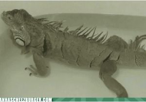 Baby Bathtub Gif Iguana Farts In A Bathtub Gifs Find & On Giphy