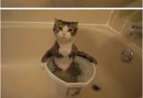 Baby Bathtub Joke Pin by forestcat On Cat
