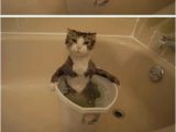 Baby Bathtub Joke Pin by forestcat On Cat