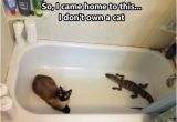 Baby Bathtub Meme 34 Best Donald Trump Cat Meme Images On Pinterest