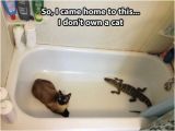 Baby Bathtub Meme 34 Best Donald Trump Cat Meme Images On Pinterest