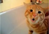 Baby Bathtub Meme Ficial Video Cat Bath Freak Out Tigger the Cat Says